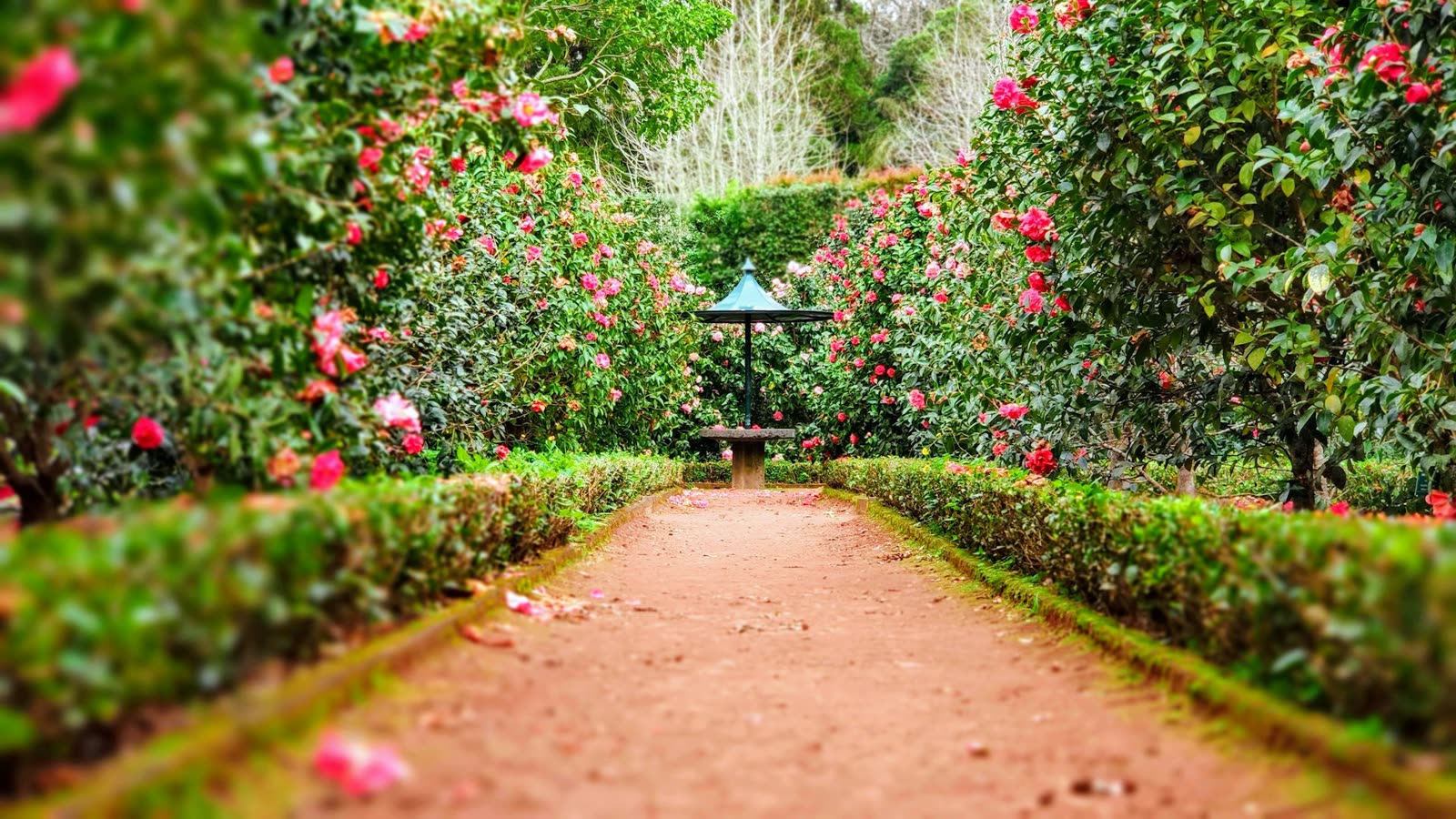 Taille de haies et entretien de jardin